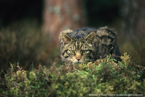 Wildcat